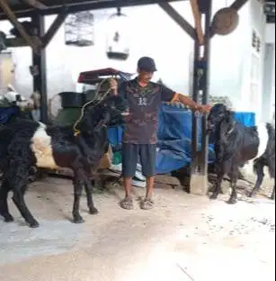 kambing kendit jantan bandot super 1-2 tahunan lingkar putih nyambung