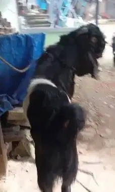 kambing kendit jantan 1-2 tahunan bandot super siap hajatan nazar obat