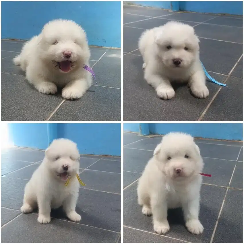 Samoyed puppy betina