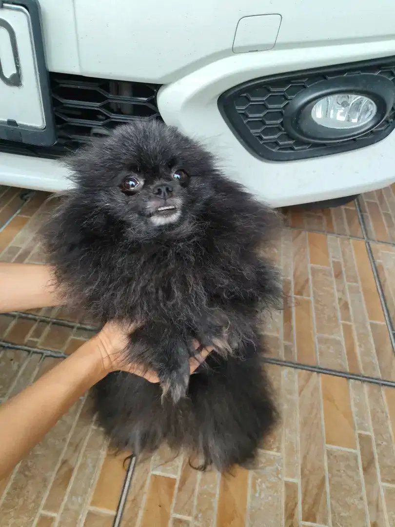 Indukan Mini Pom Betina