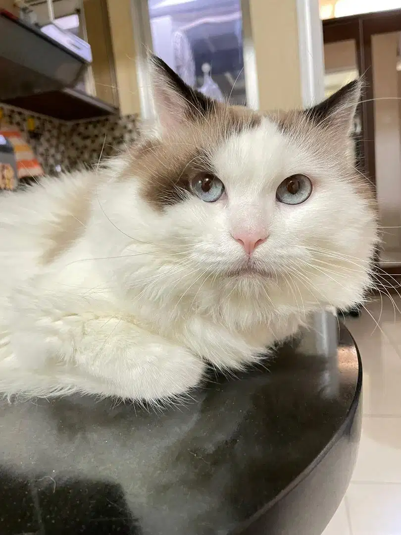 DIJUAL CEPAT KUCING RAGDOLL