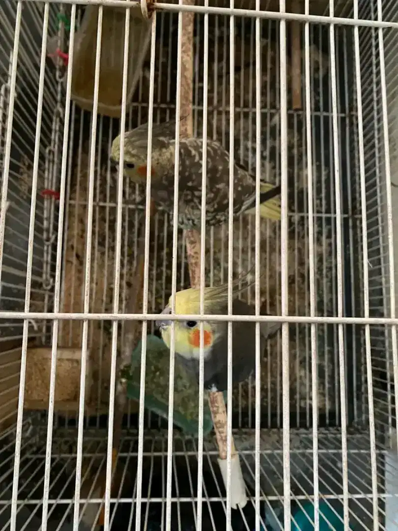 Sepasang indukan burung falk siap produksi