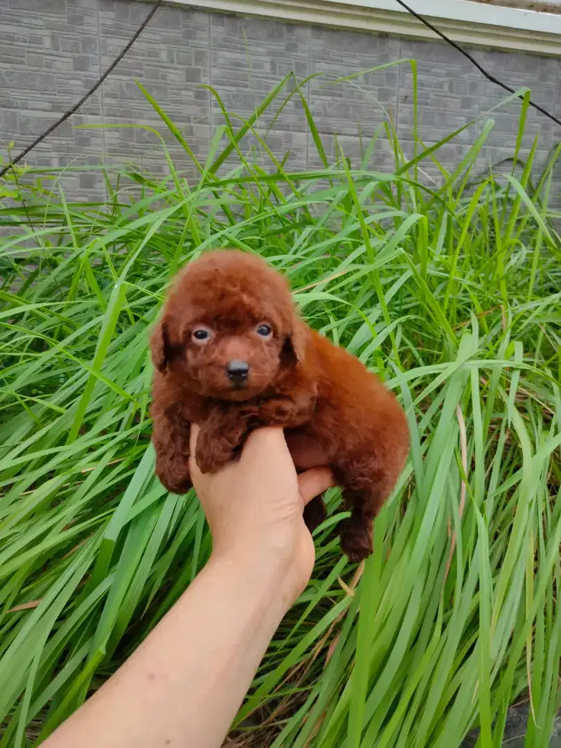 Red Toy Poodle puppy