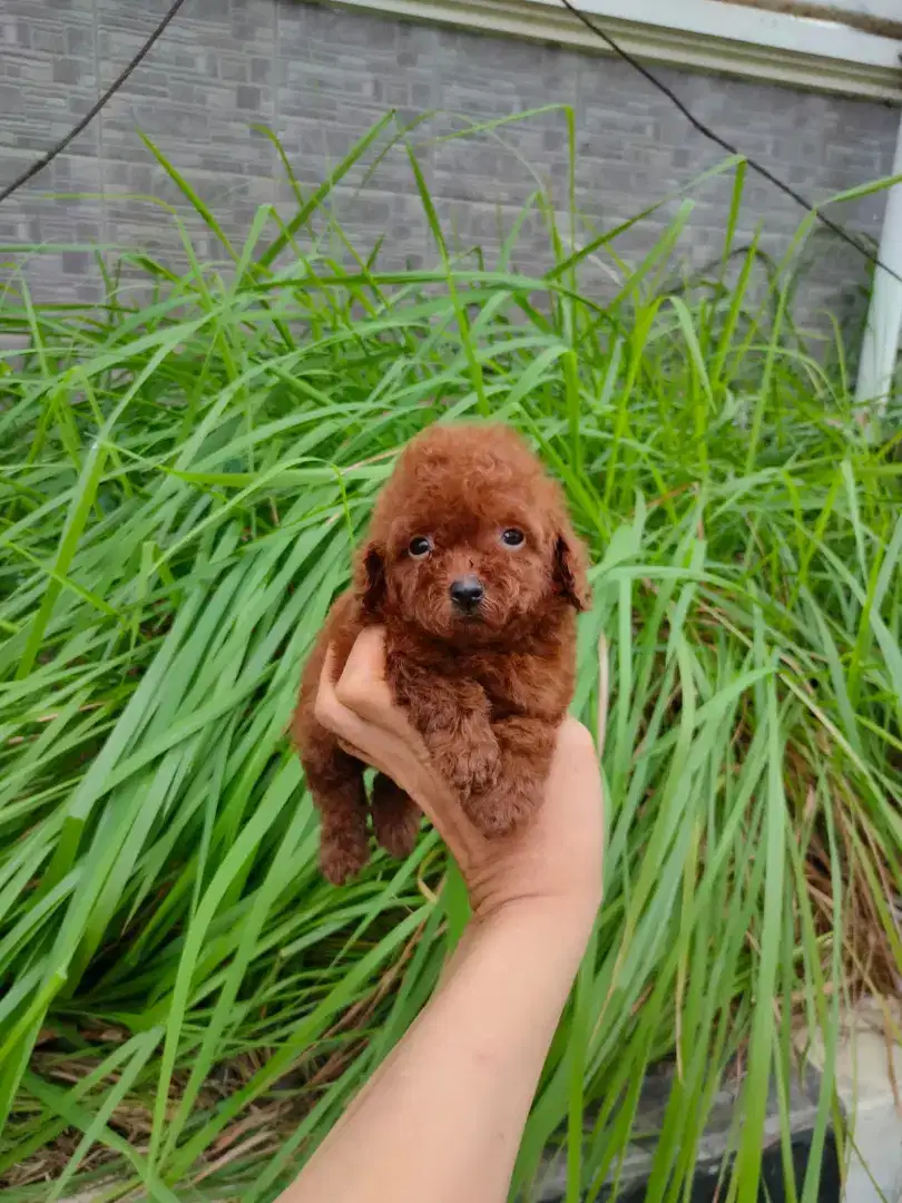 Red Toy Poodle Puppy