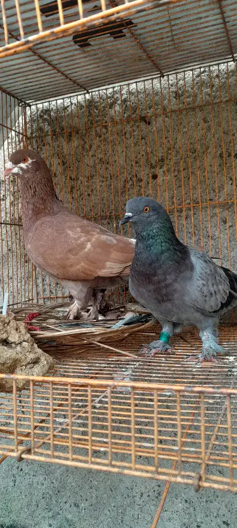 BURUNG DARA JEMBROS SEPASANG