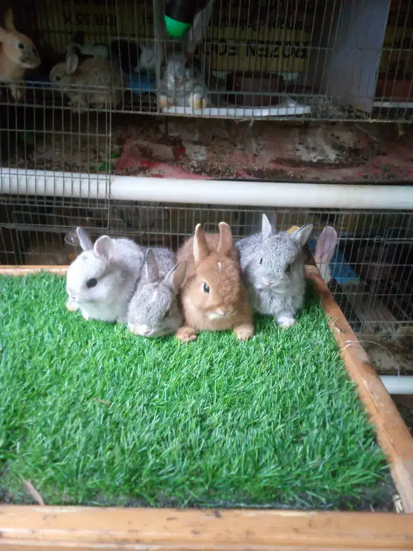 Kelinci Netherland dwarf chinchilla