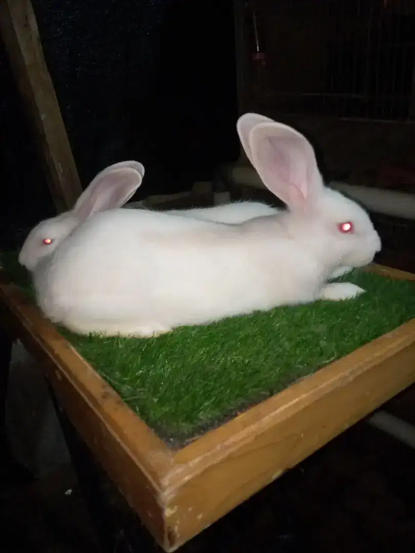 Kelinci Flemish Giant anakan