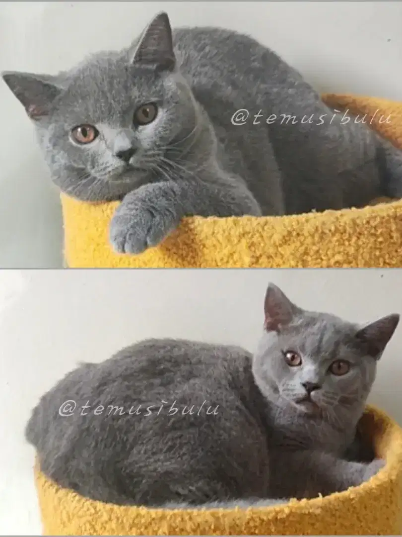 Kucing British Shorthair BSH PED