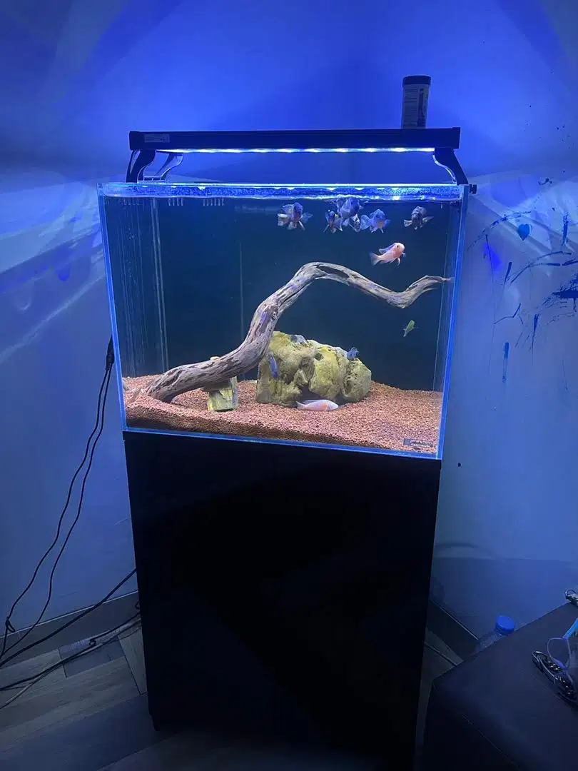 aquarium kabinet aquaone akuarium