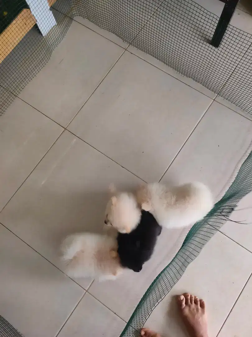 Minipom puppy hitam solid