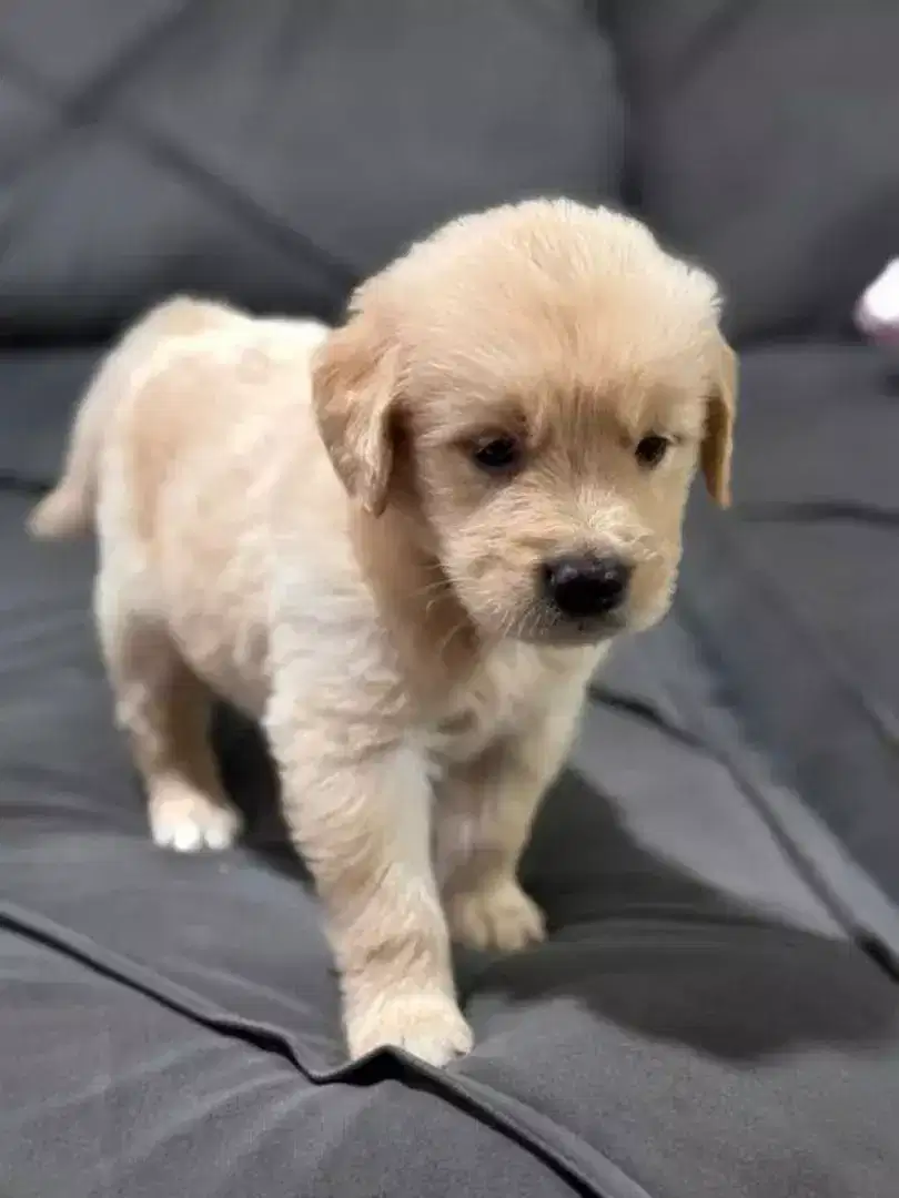 DIJUAL PUPPY ANJING GOLDEN RETRIEVER