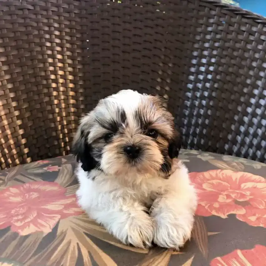 DIJUAL PUPPY ANJING SHIHTZU SHITZU