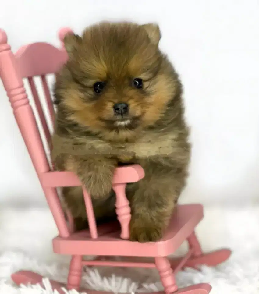 DIJUAL PUPPY ANJING MINIPOM POMERANIAN