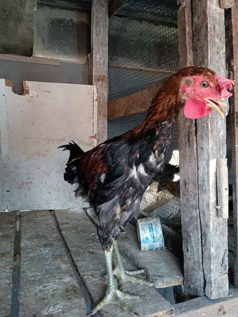 Jual ayam pelung jumboo