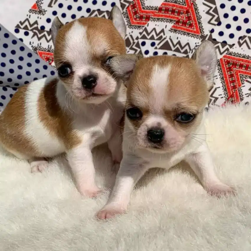 DIJUAL PUPPY ANJING CHIHUAHUA