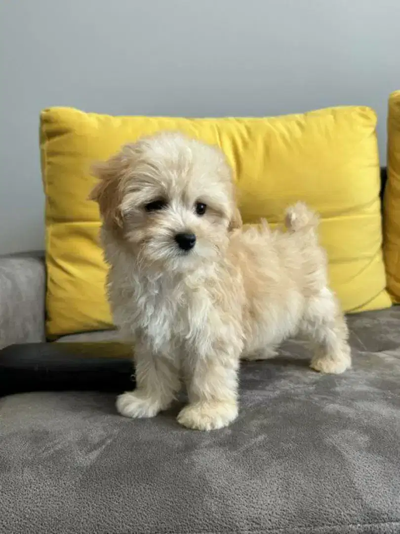 DIJUAL PUPPY ANJING MALTESE MIX POODLE