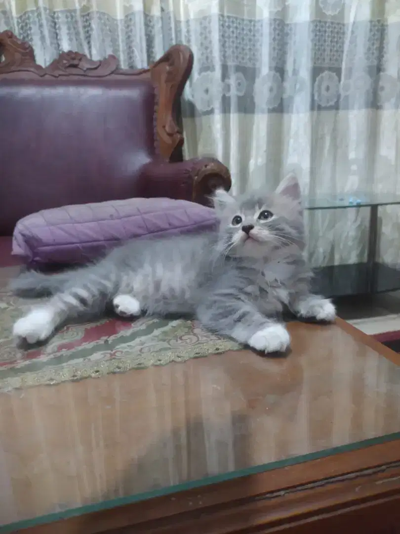 Kitten persia abuputih jantan