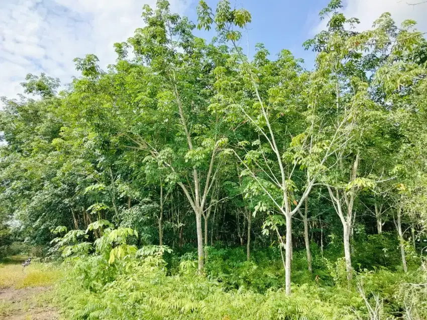 Lahan Karet 5000 m2 (1/2 hektar) ( lahan ke 3)