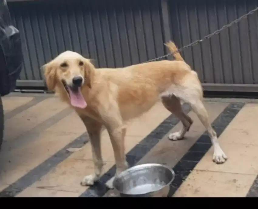 Jual Golden Retriever Betina
