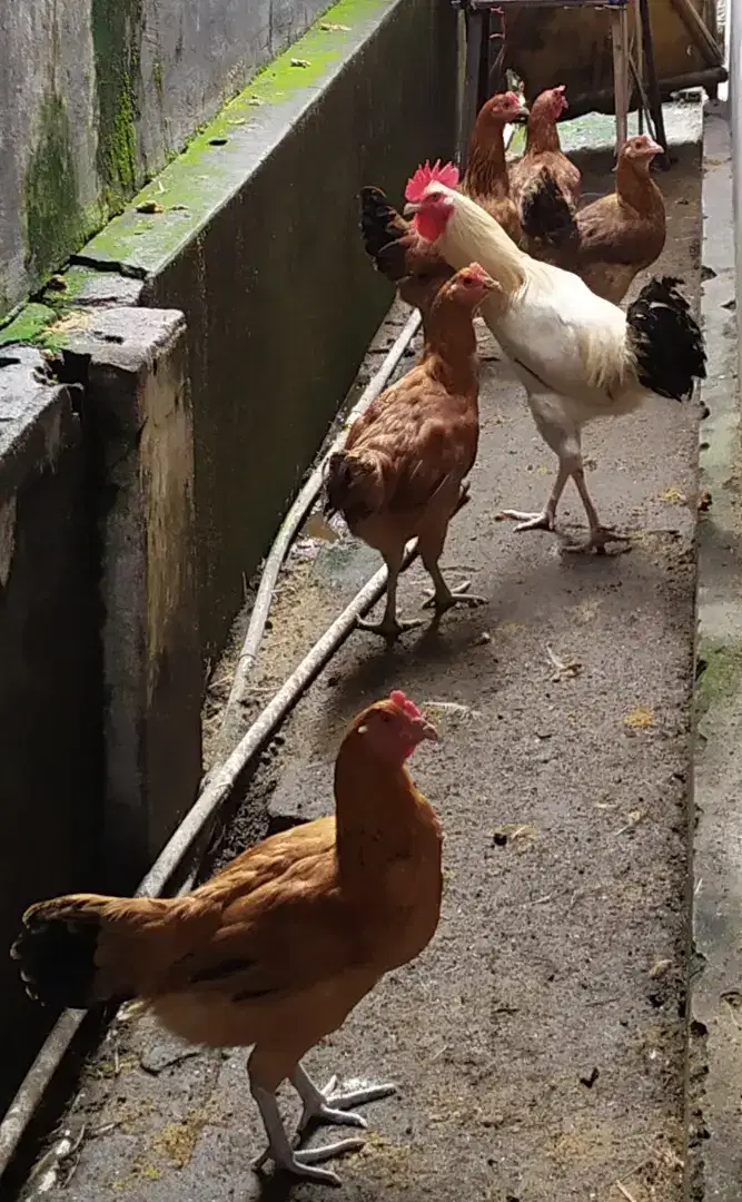 Ayam kampung petelur