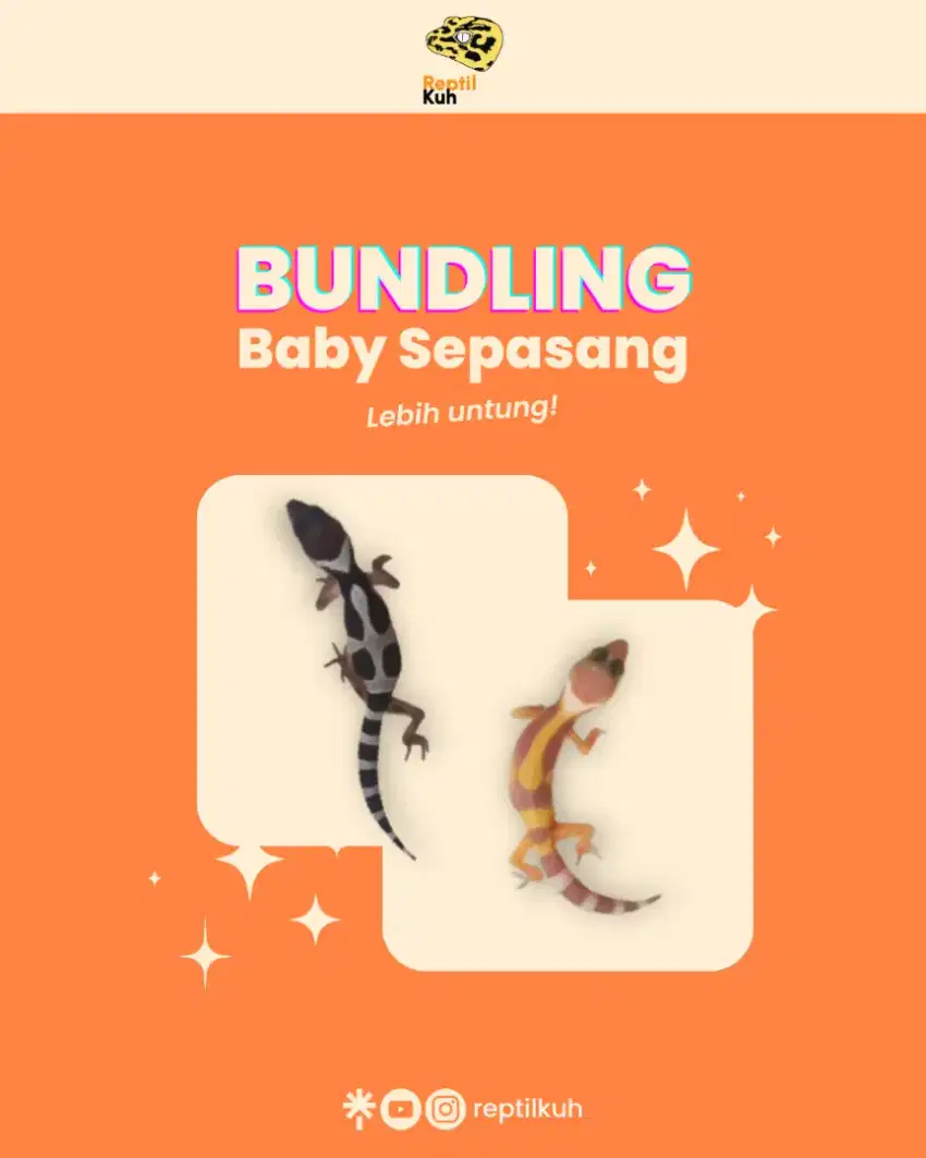 Bundling Sepasang Baby Leopard Gecko