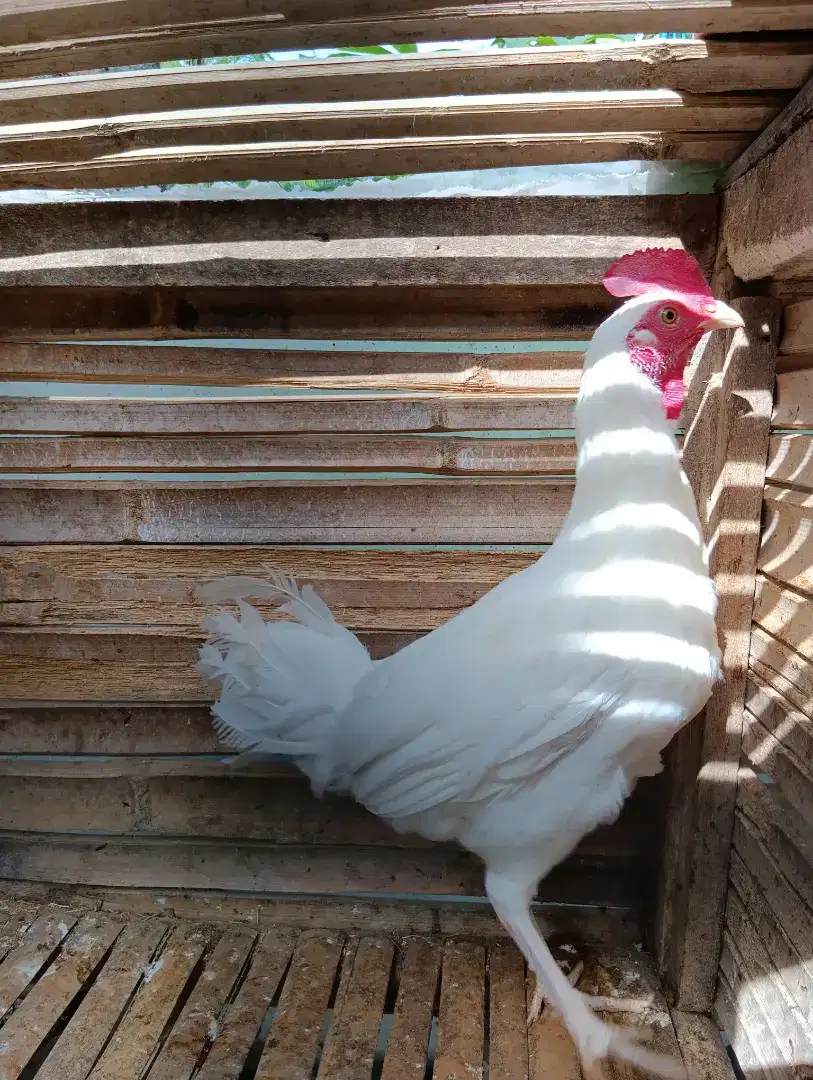 Jual ayam bekisar putih usia 7bulanan rajin kokok suara kencang bagus