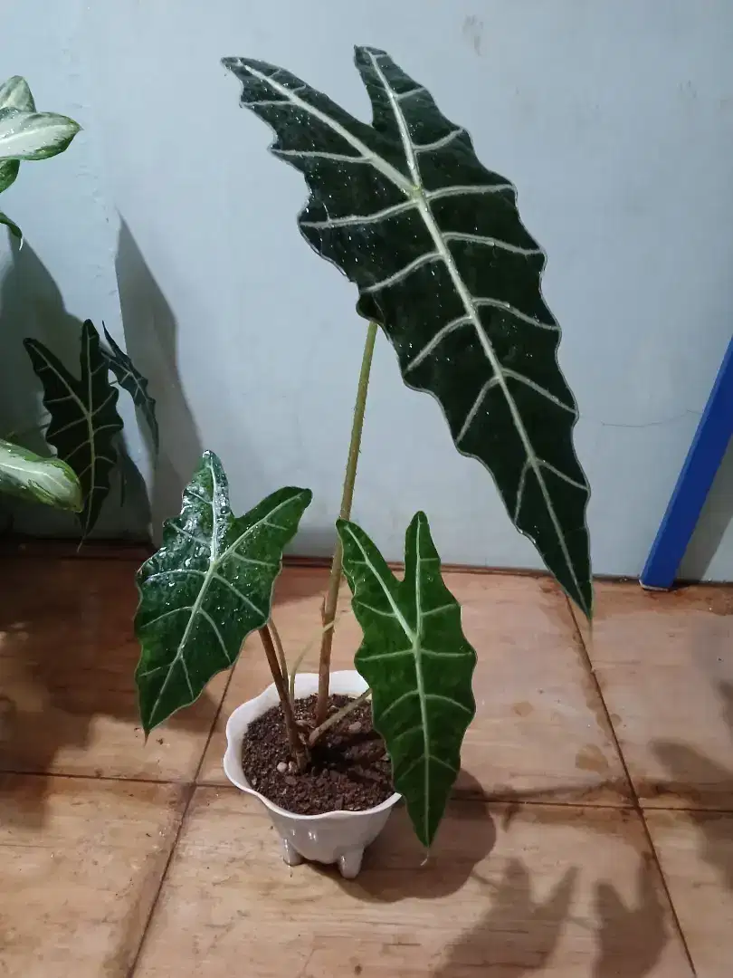 Tanaman hias Alocasia Amazonica