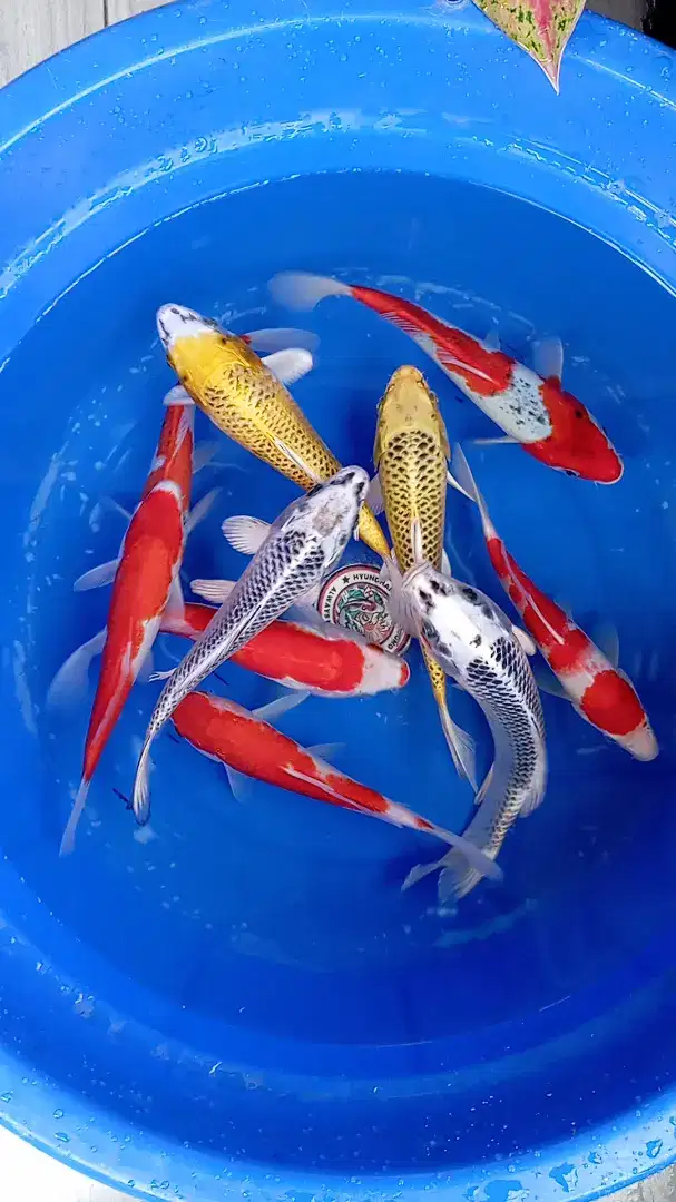 Ikan Koi Blitar Jual Borongan 10pcs 25-30cm MURMER Masuk Bos