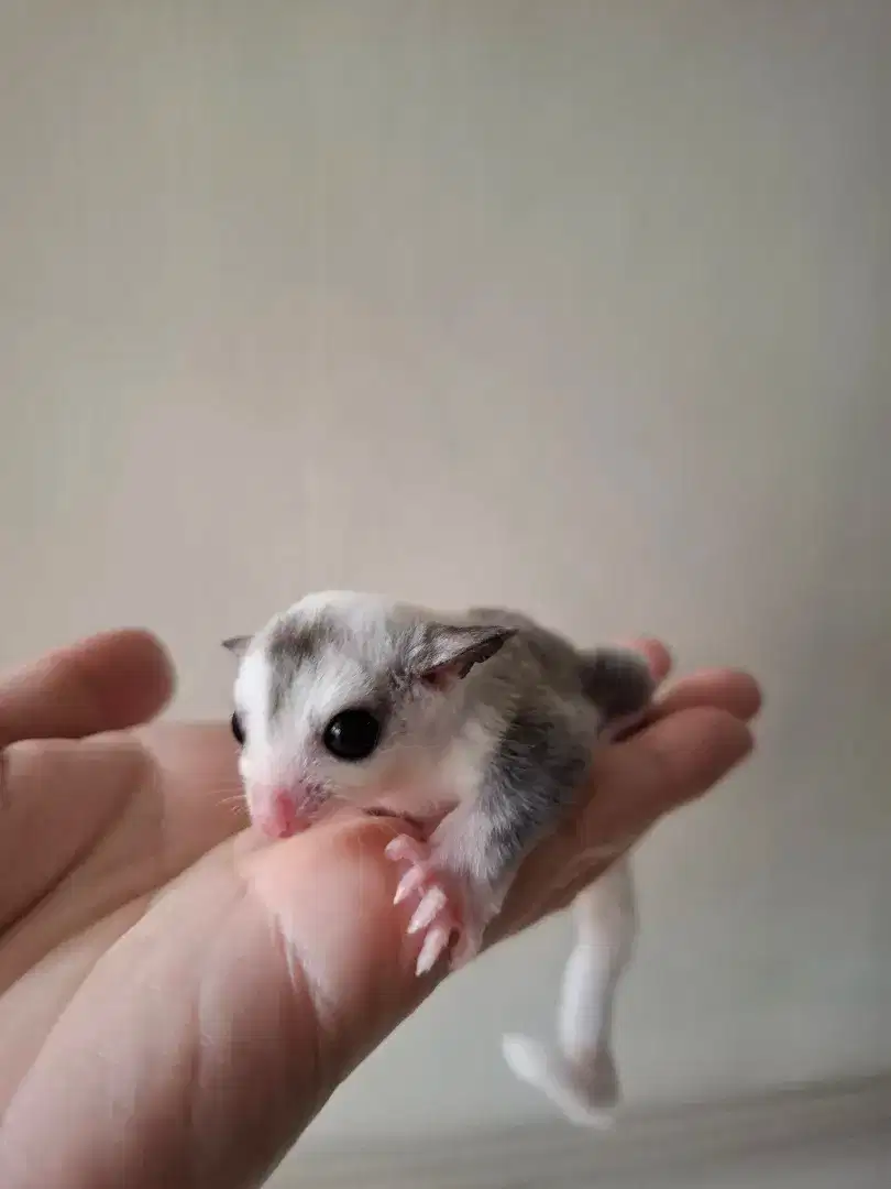 Joey Sugar Glider Mozaic