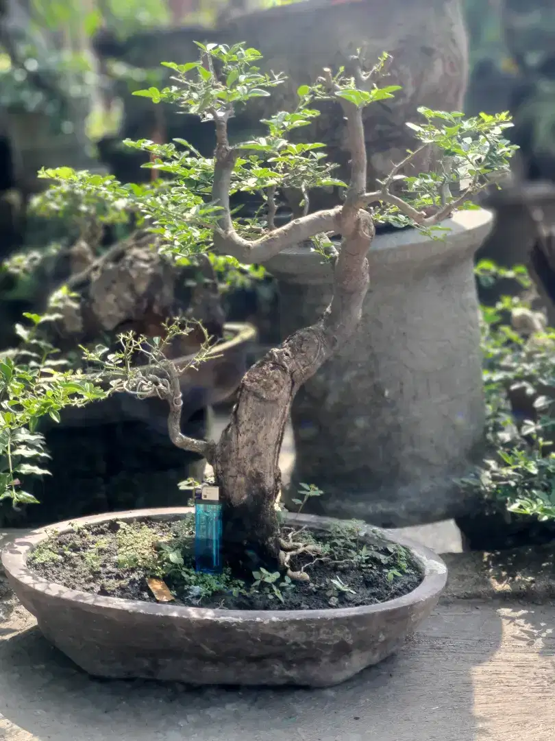 Bonsai Jeruk kingkit jumbo