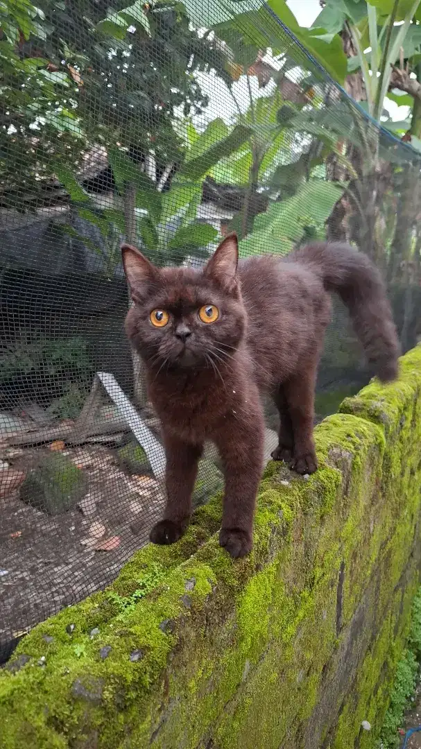 BSH british shorthair choco betina