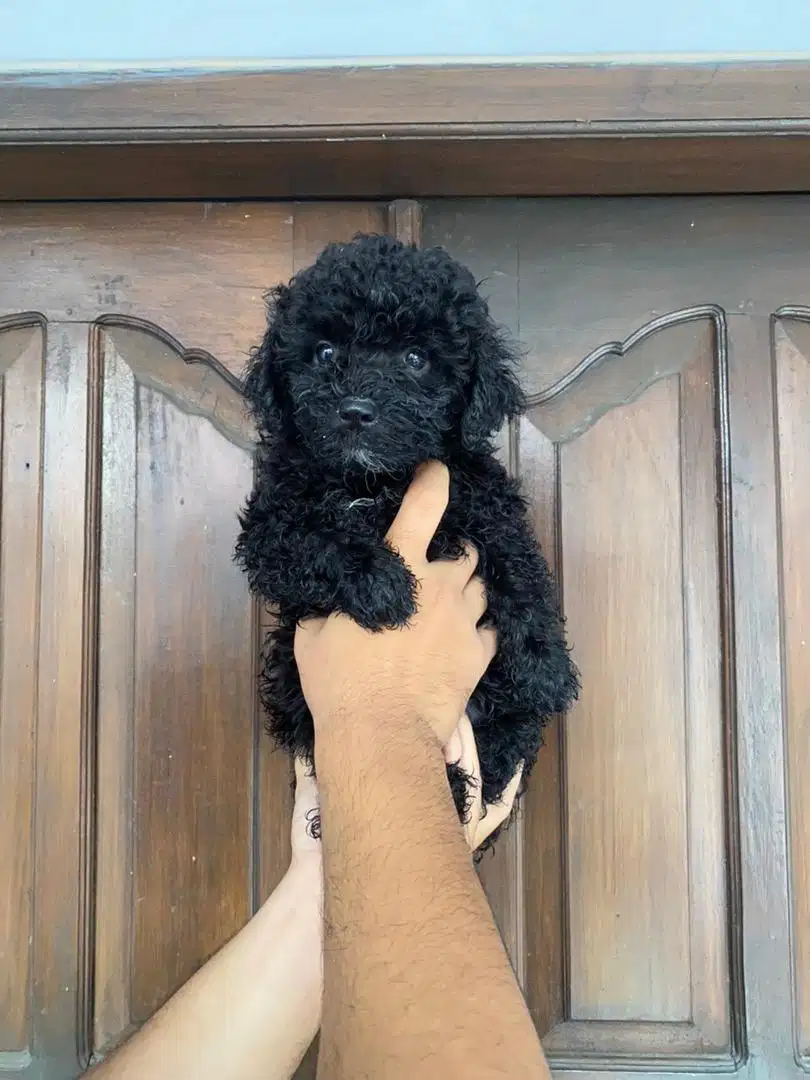 Toy poodle jantan non stb