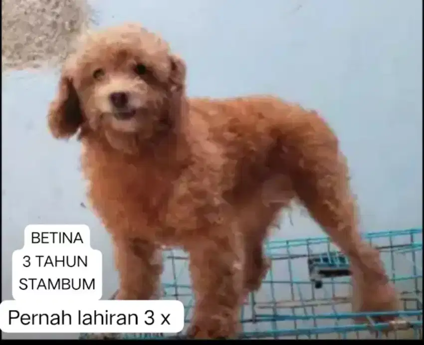 Indukan poodle 4 ekor  murah