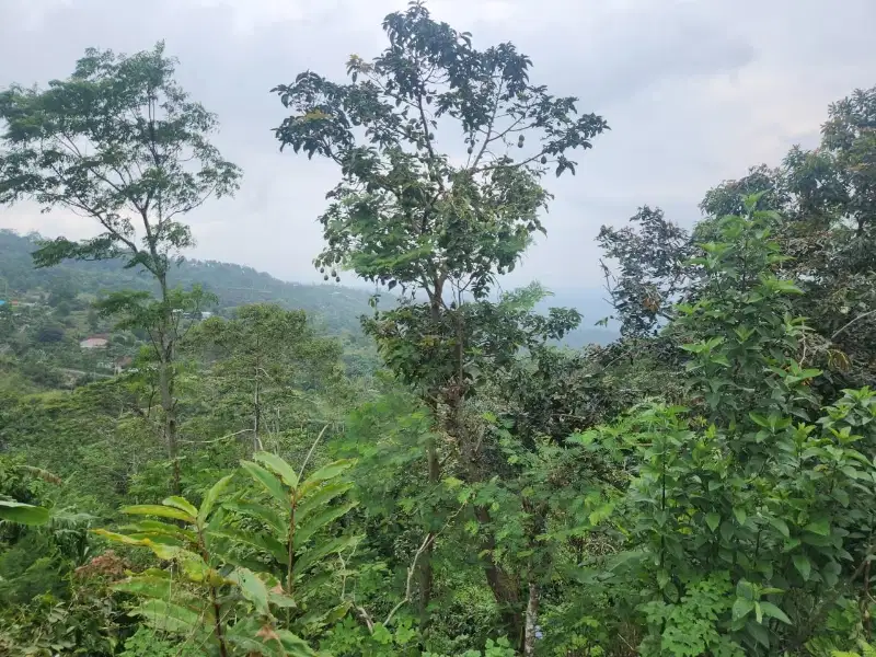 Tanah full view laut dan pegunungan kontur terasering di buleleng