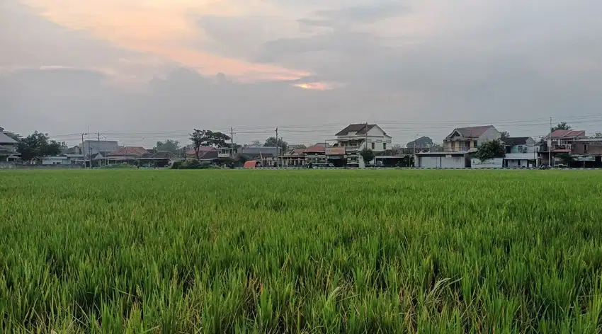 DI JUAL SEGERA TANAH SAWAH TANPA PERANTARA