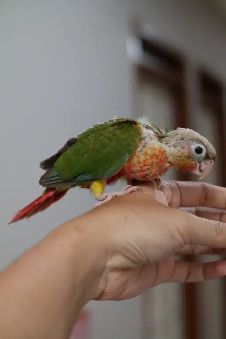 Pineapple Conure Redfactor