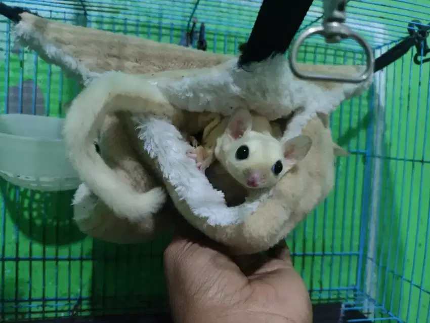 Sugar glider leucistic