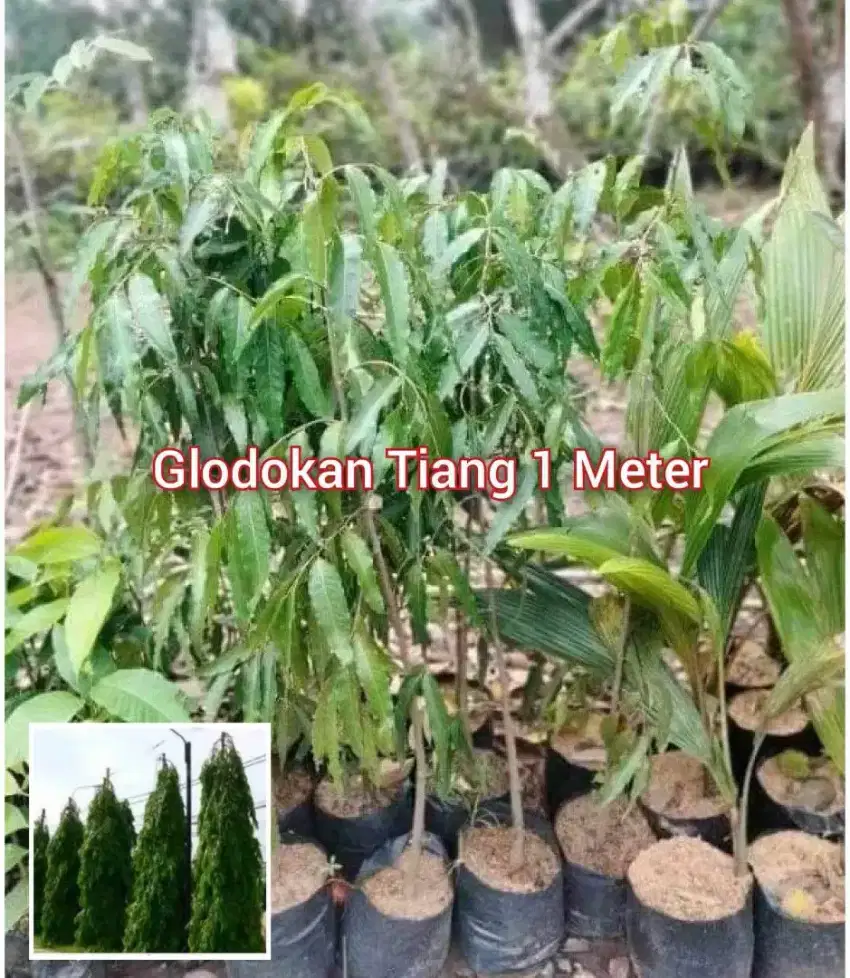 Glodokan Tiang Tinggi 1 Meter an