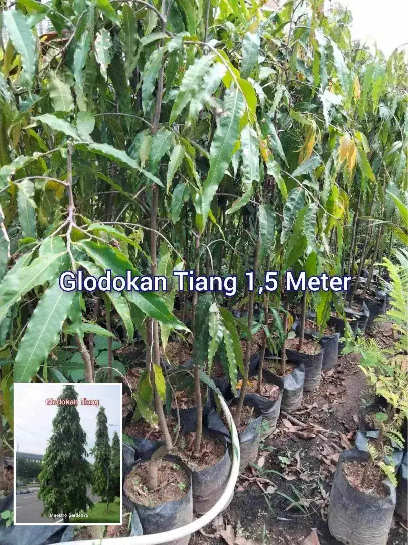 Glodokan Tiang Tinggi 1,5 Meter