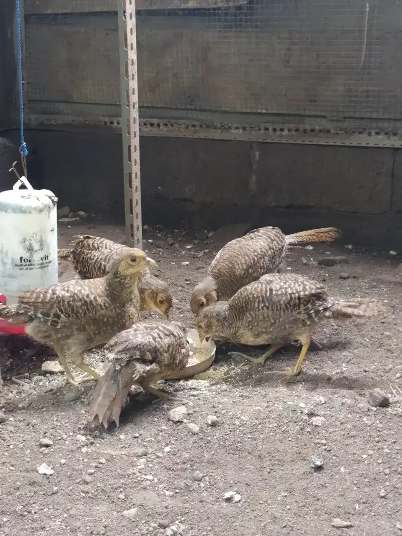 Ayam hias golden pheasant atau ayam hutan tibet anakan