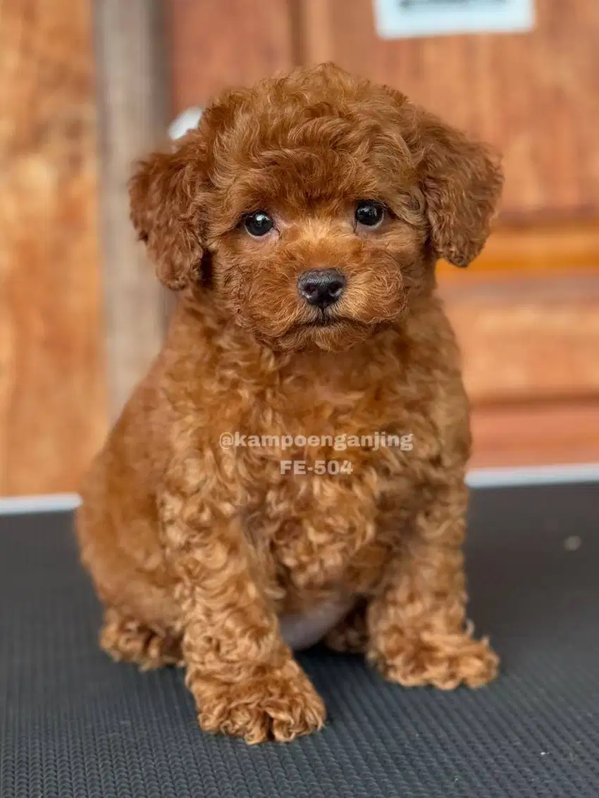 Poodle Betina Imut dan Gemoy