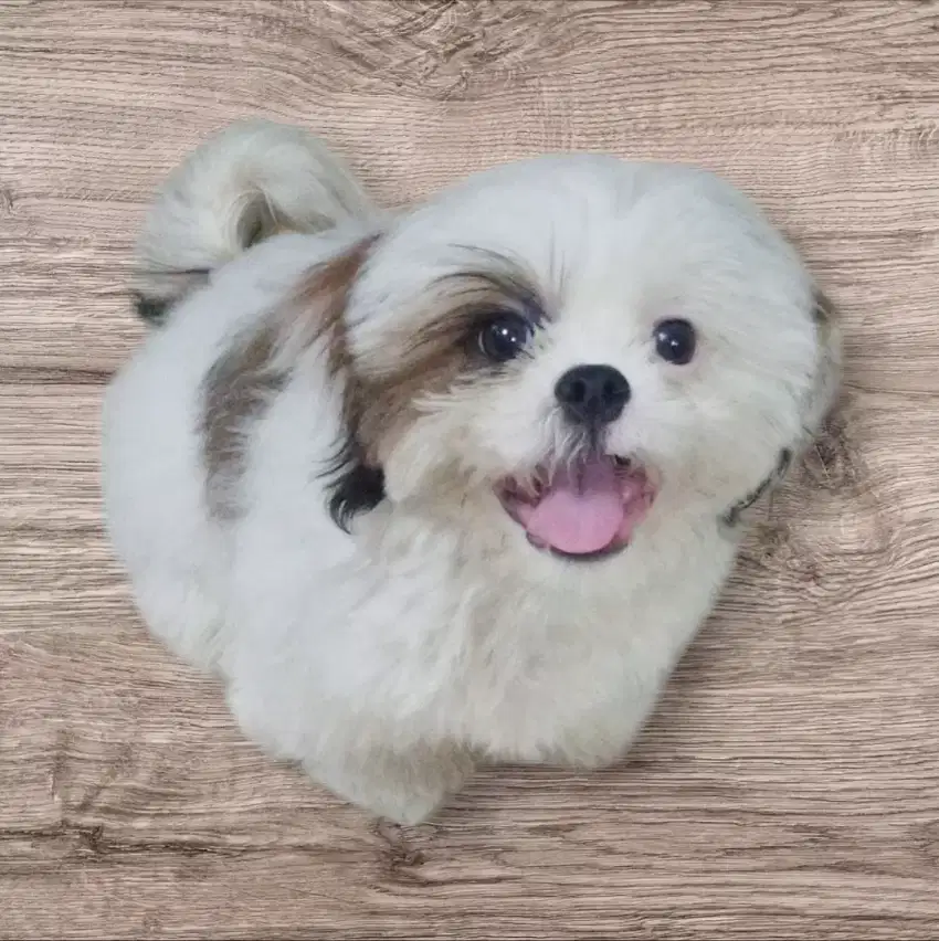 Anak anjing SHIHTZU/ SHIHTZU