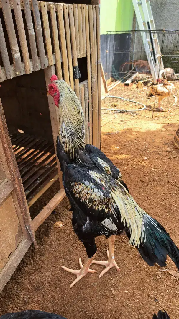 Tiga Ayam bangkok shamo Eropa (BU)