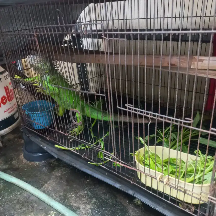 Iguana hijau murah