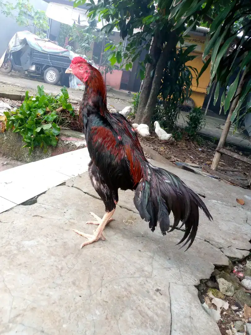 Ayam Bangkok klasik