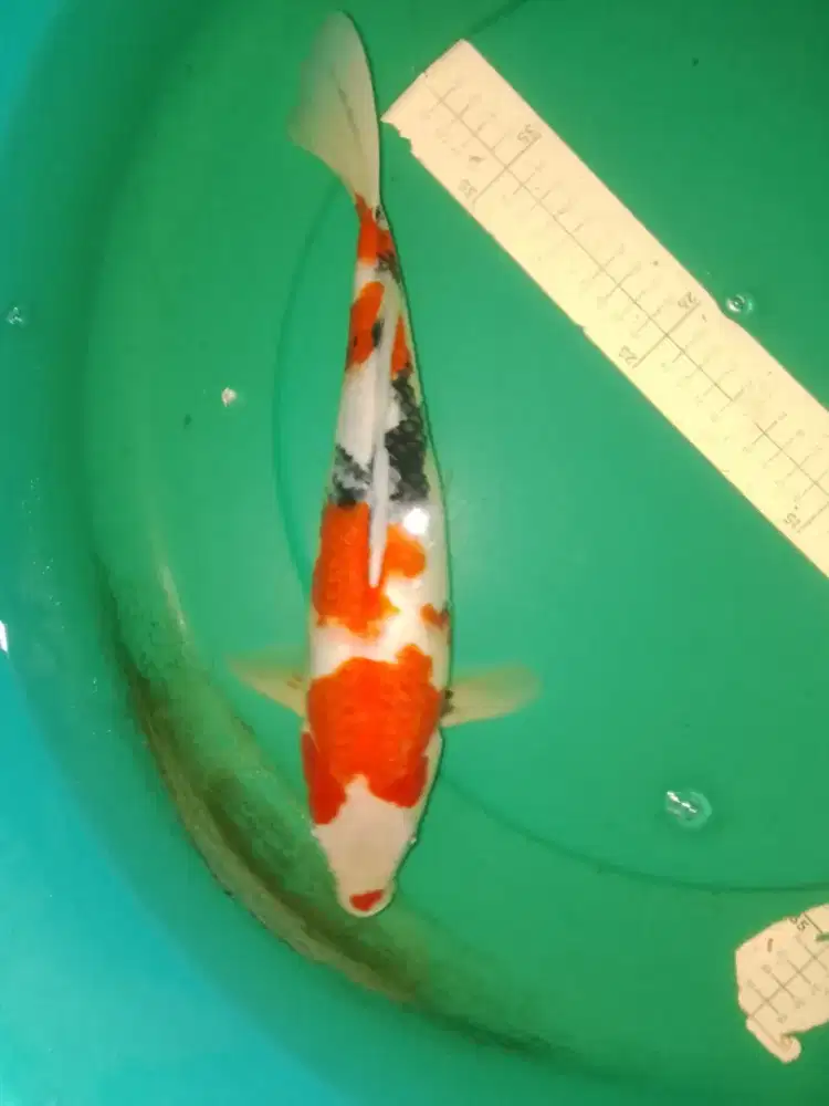 Ikan koi jenis Showa Sanshoku 40cm SQ