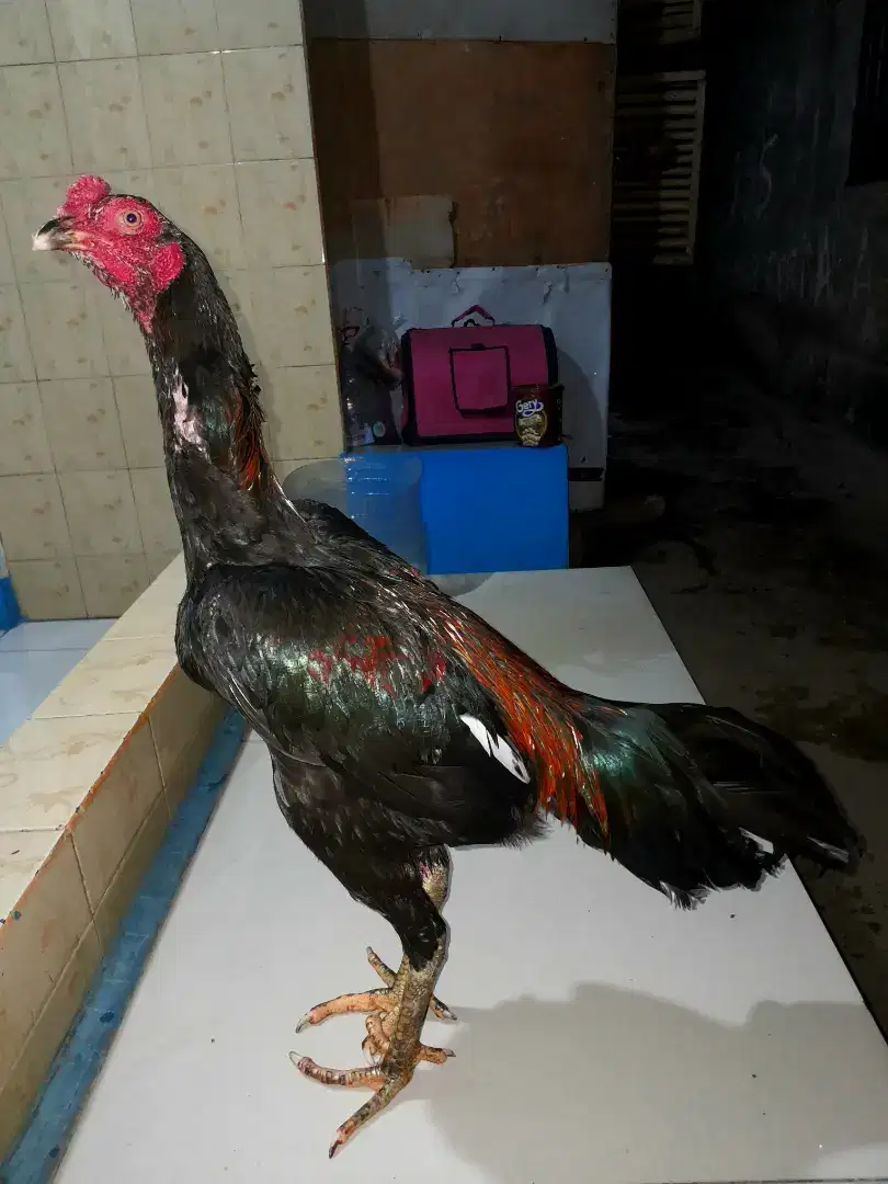 Ayam Bangkok Muda Super