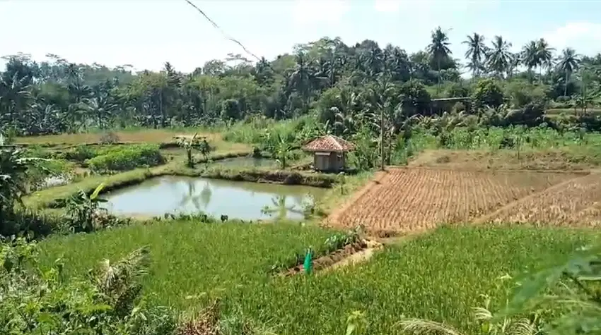 Tanah kebun durian,kandang sapi, kolam ikan Purwanegara Banjarnegarag