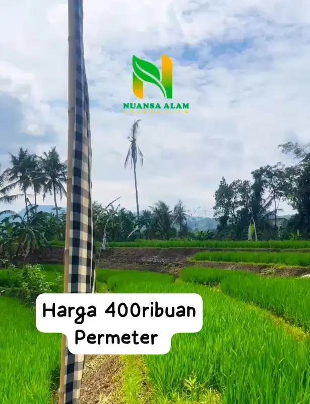 Jual cepat Tanah Kavling kebun sawah cuma 400ribuan Permeter dibogor