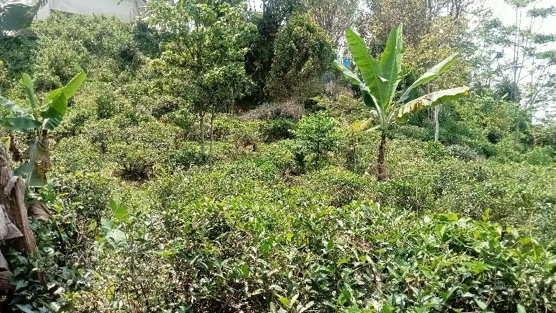 Kebun Teh Pinggir Jalan Mobil 2000 m, Darangdan, Pwk.